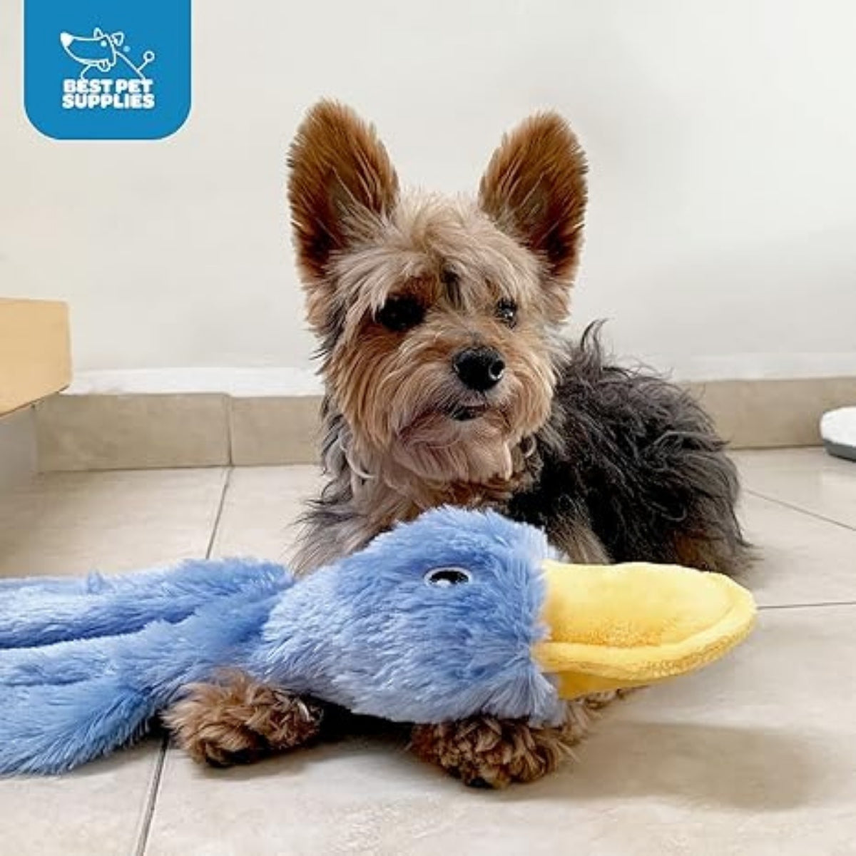 Squeaky Dog Chew Toy