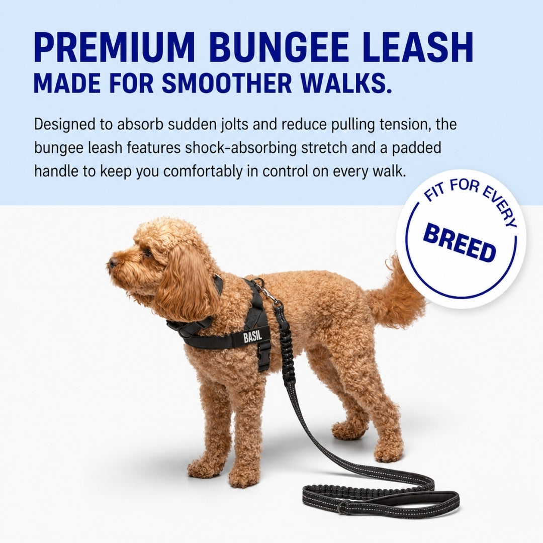 Bungee Dog Leash